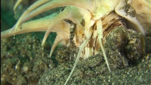 0242_Murex snail super close up