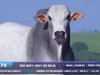 Lote 74