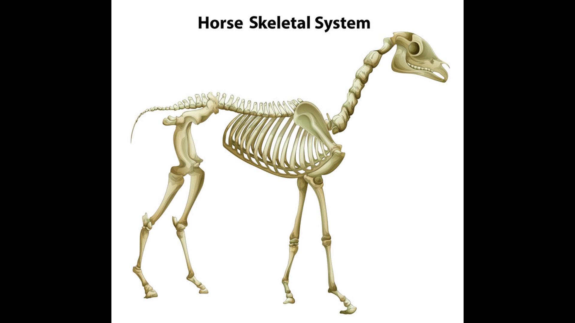 the anatomy of the equine skeleton for students