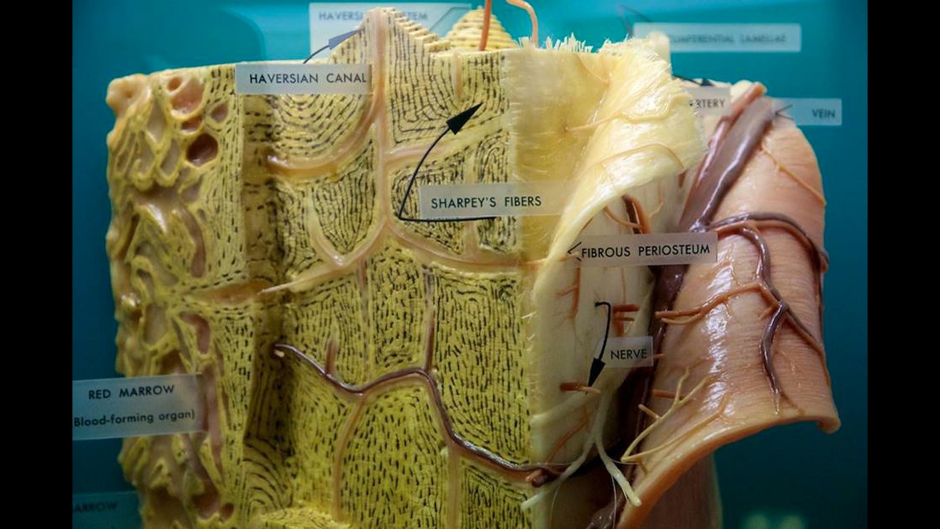 the ossification of the equine growth plate