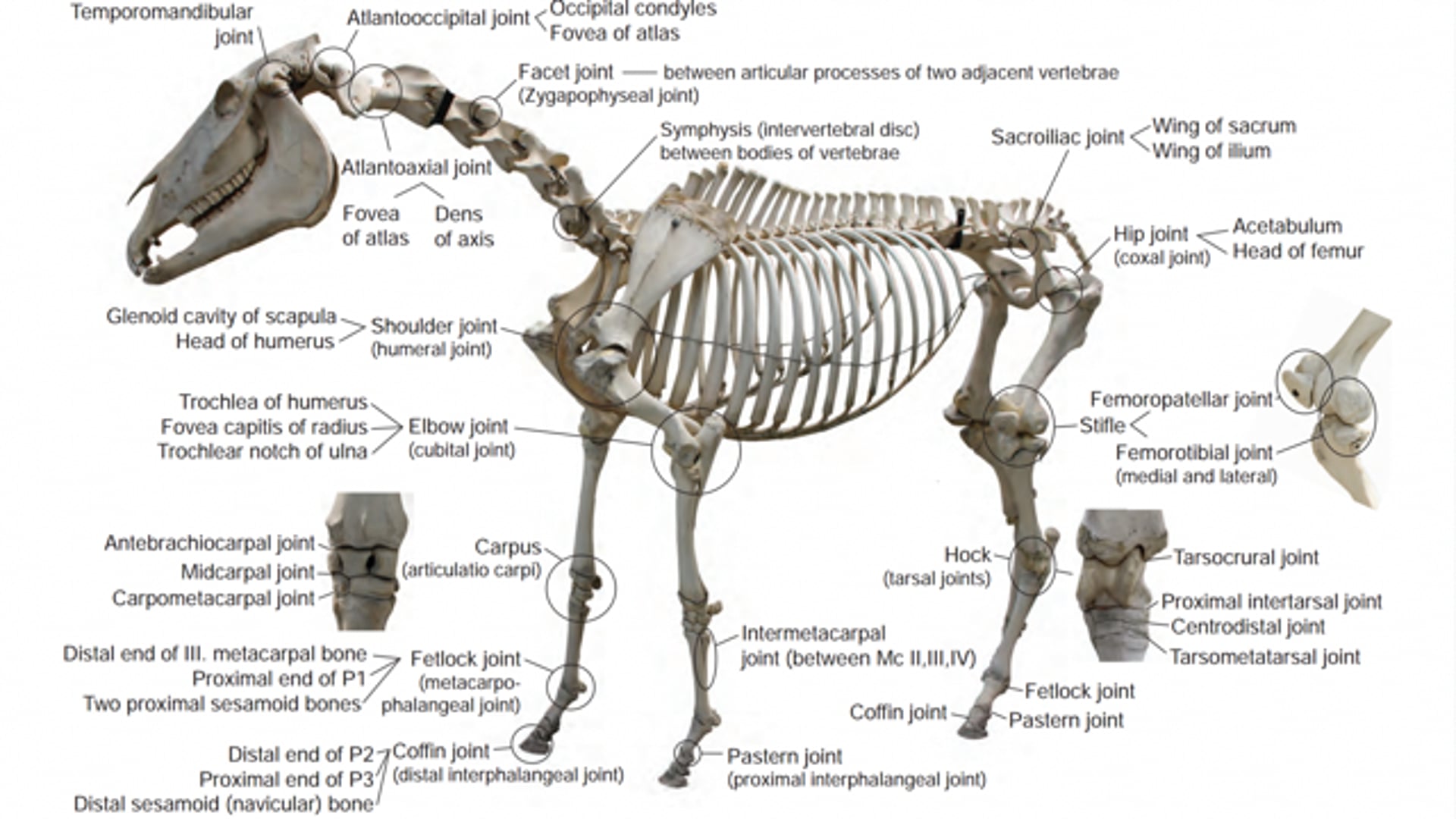 revision the equine skeleton