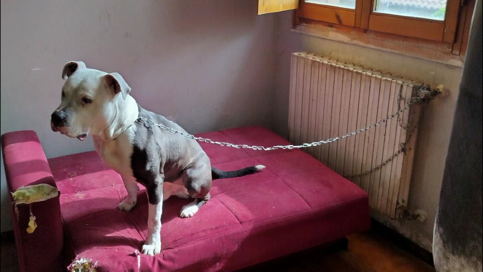 Abbandona e maltratta il cane, denunciato un uomo