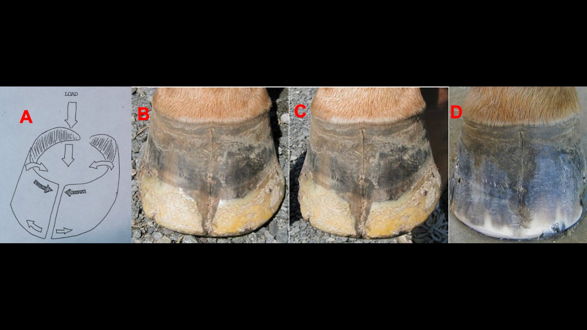 hoof wall cracks treatment and prognosis
