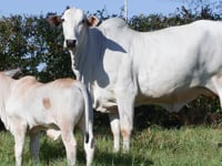 Lote 71