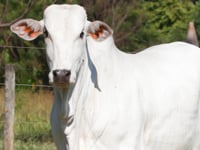 Lote 77