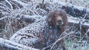 GRIZZLY BEARS SPRING BLIZZARD-STOCK