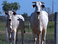 Lote 02