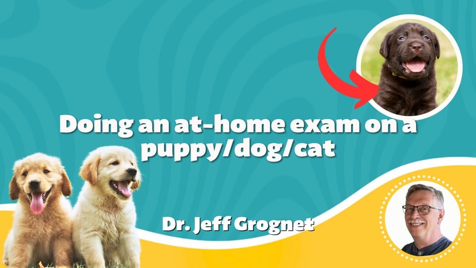 Doing an at-home exam on a puppy/dog/cat