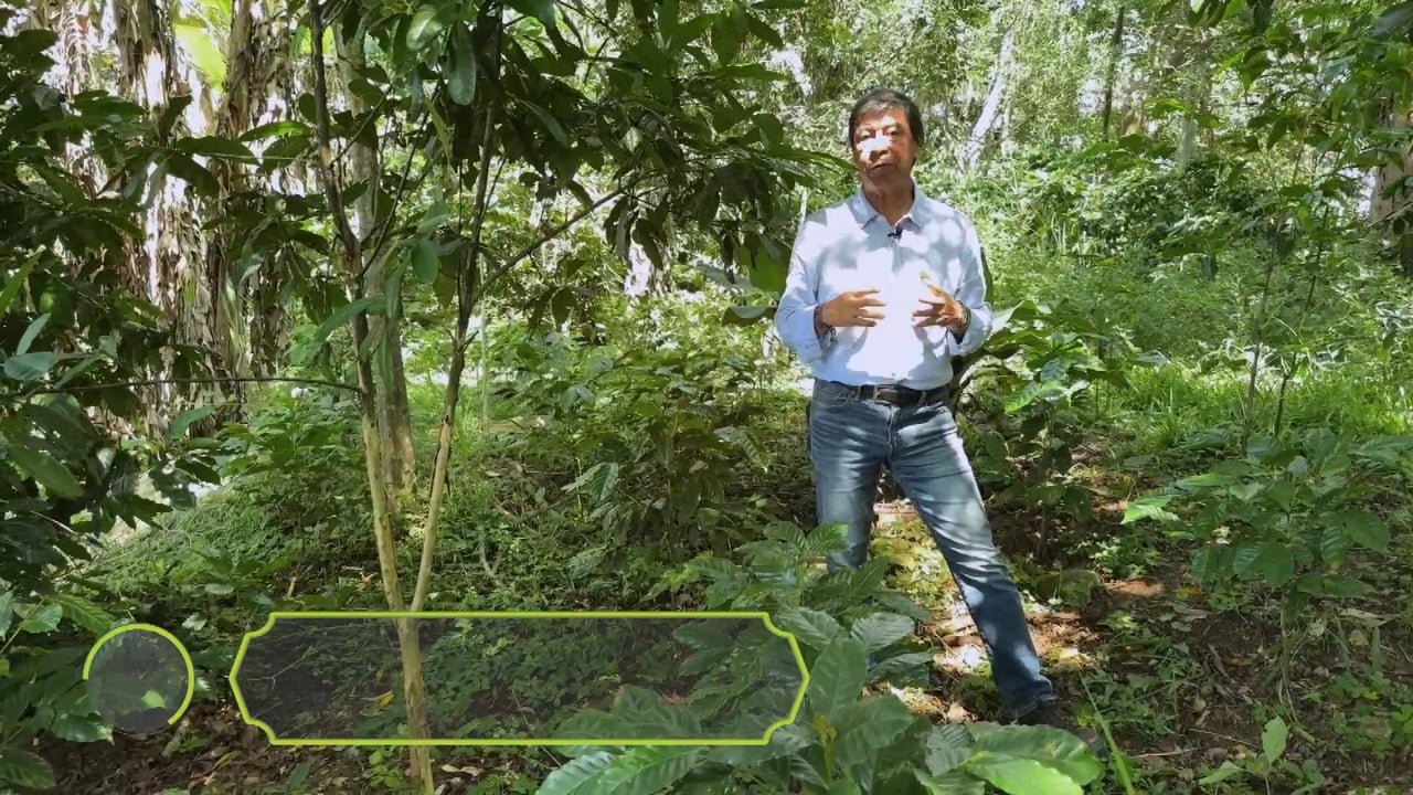 Cultivo de Canela