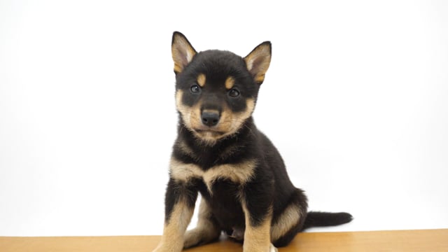 柴犬 黒 男の子 ベイタウン横浜本牧店 2025052610609 ｜ペット