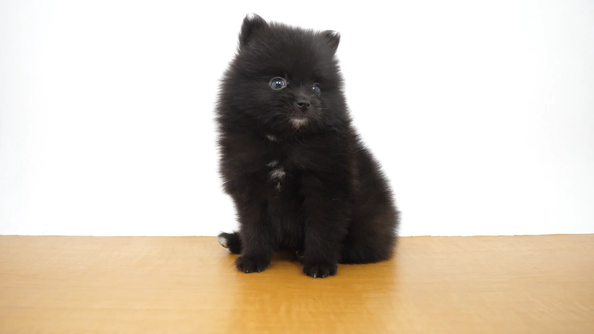 ポメラニアンクロページ Apple Watch 保護 フィルム 4 ポメラニアン 子犬 黒