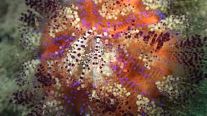 0826_Coleman shrimps on fire urchin
