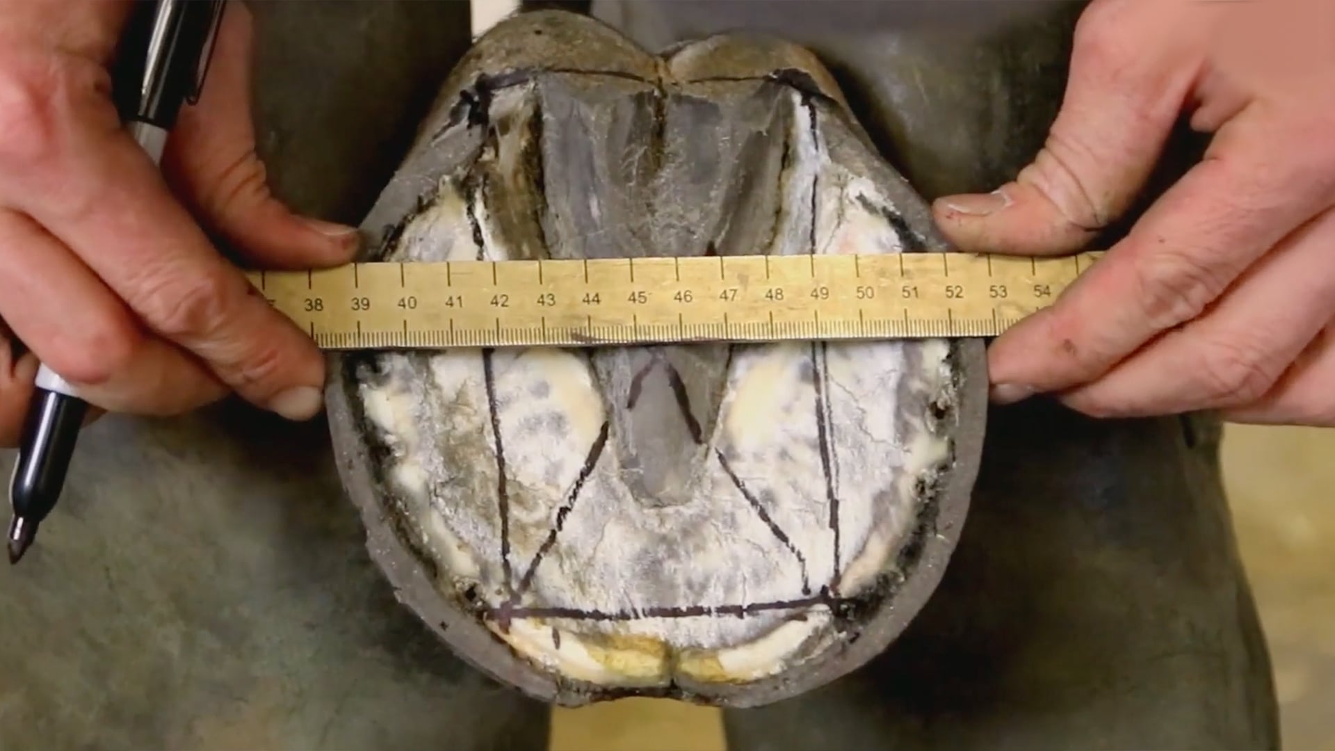 Fundamental Horseshoeing Principles Part 3 The Trimming Protocol