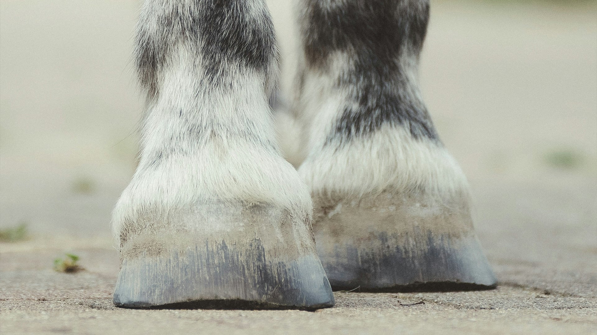 Scientific Horseshoeing Research – Hoof imbalance and the risk of pathologies