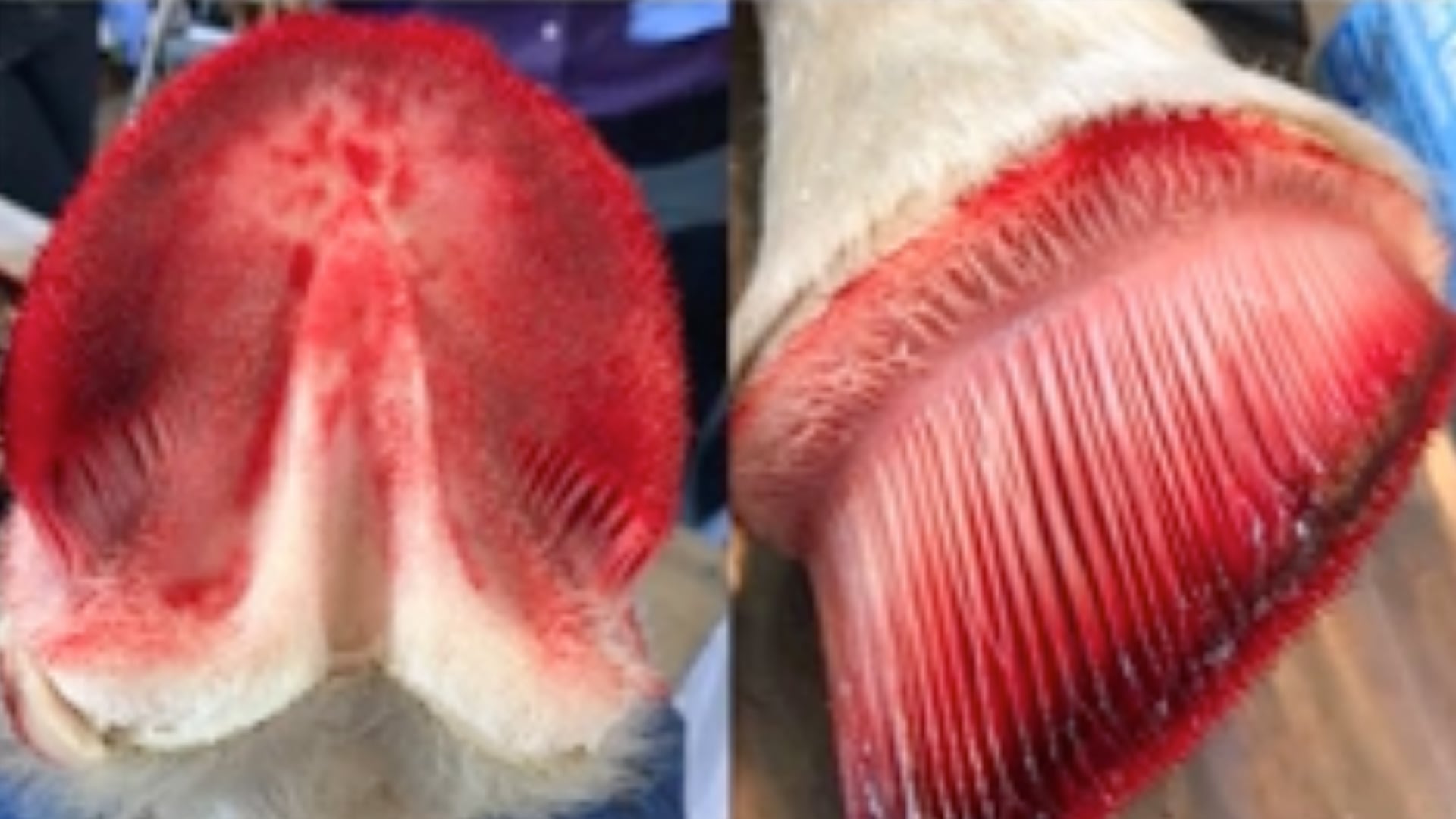 Episode 1: Essential Definitions in Equine Laminitis 2025