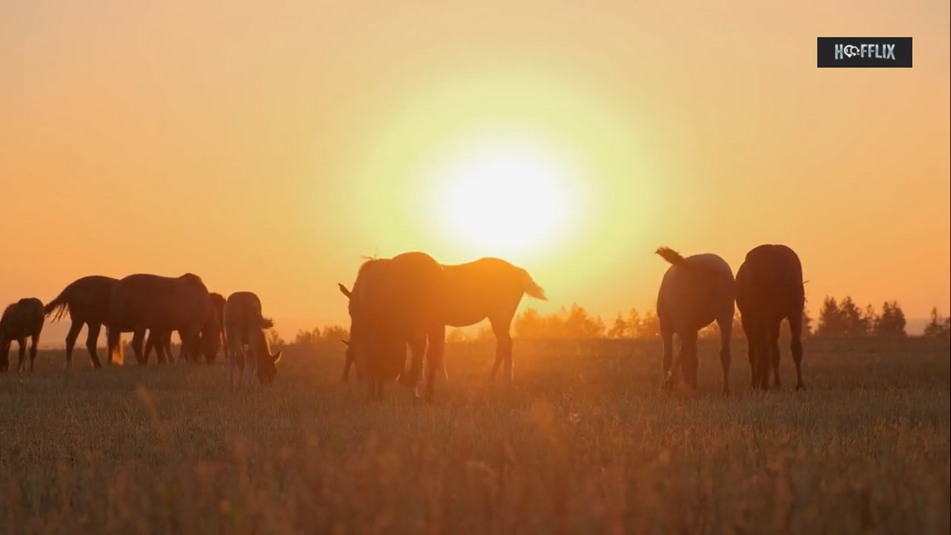 Episode 2: Pathophysiology of Laminitis