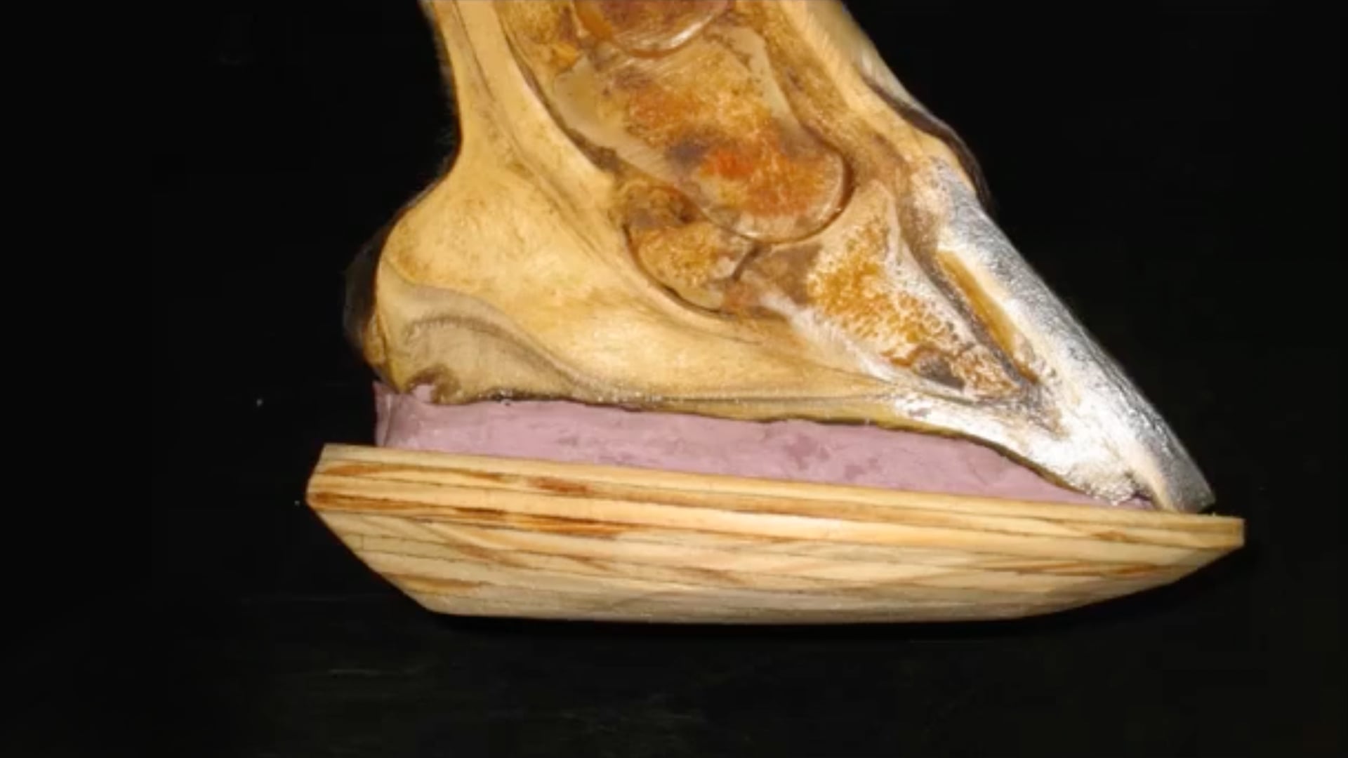 Episode 3: Laminitis Farriery Treatment Aims