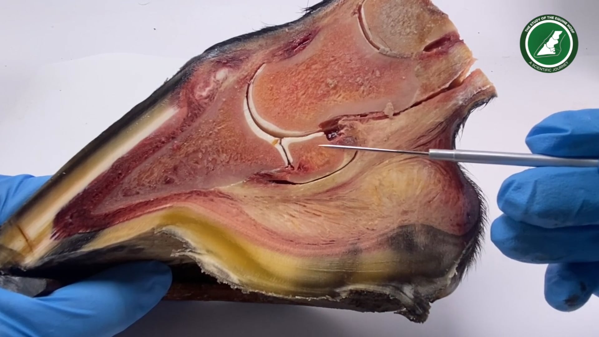 Hoof anatomy dissection part 3, The Navicular bone Study of the Equine Hoof