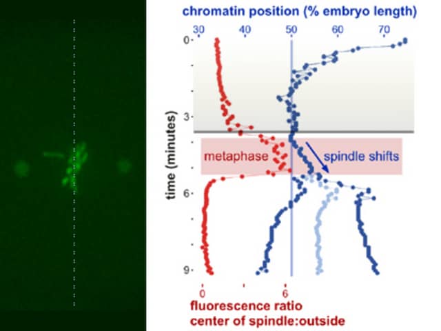 Asymmetric cell division in C. elegans: film and graph on Vimeo