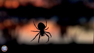 Spider Causes Woman to Crash