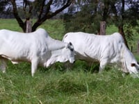 Lote 27