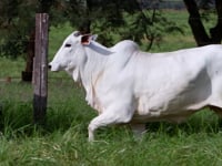 Lote 29