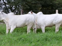 Lote 31