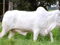 Lote 32