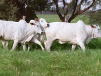 Lote 37