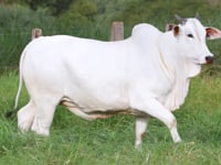 Lote D07