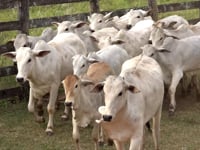 Lote 01