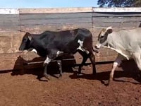 Lote 78