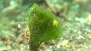 0132_Shaun the sheep nudibranch sitting on algae