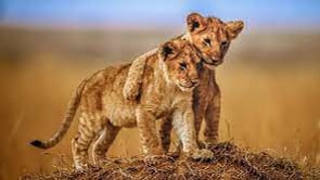 Lion King