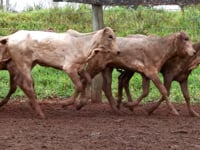 Lote 77