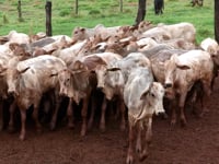 Lote 78