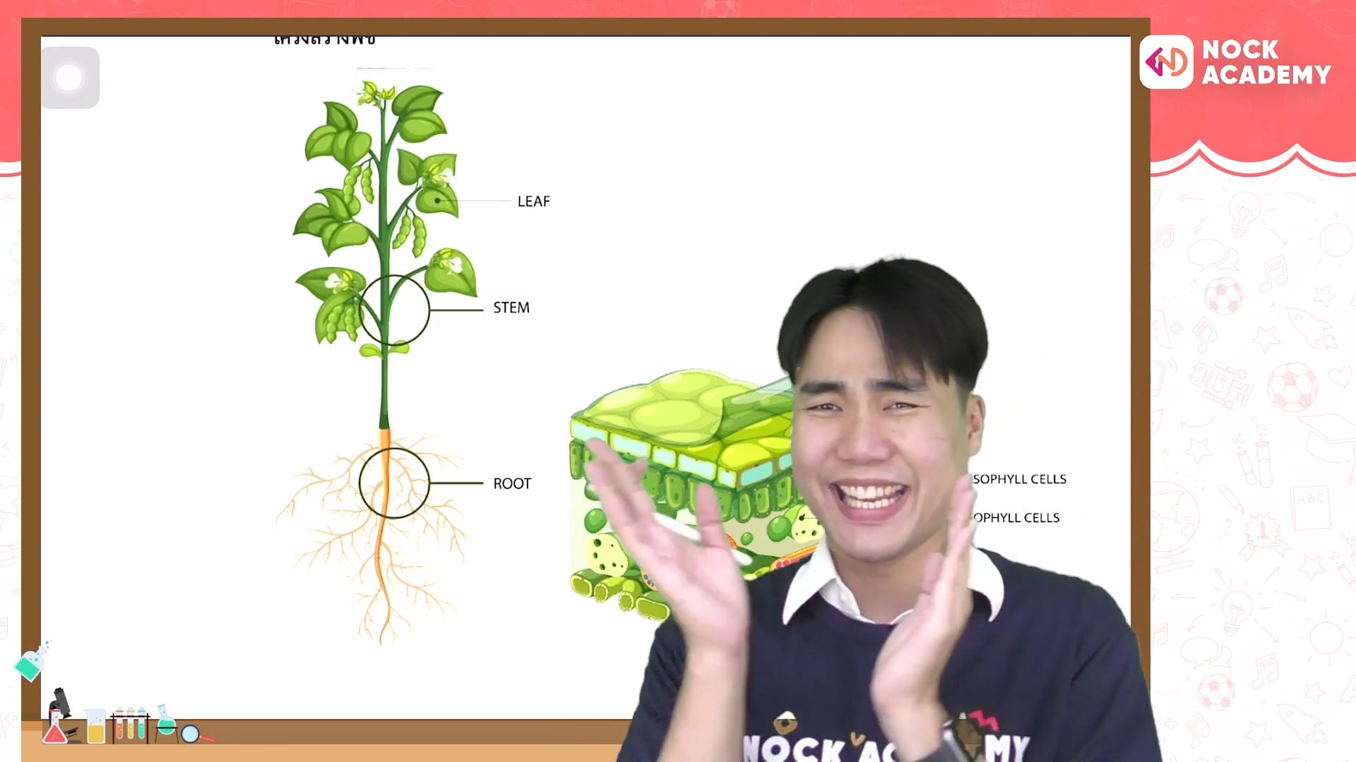 เก็บเกรด 4 วิทย์ ม.1 เทอม 1 ตอนที่ 3 โครงสร้างพืชและโครงสร้างสัตว์