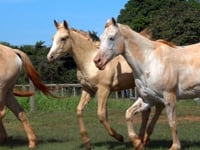 Lote 01