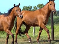 Lote 04