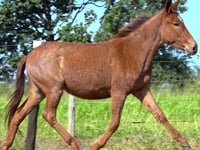 Lote 06
