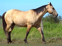 Lote 07
