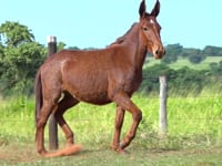 Lote 09