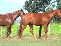Lote 11