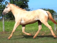 Lote 12