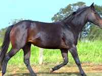 Lote 14