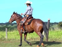 Lote 15