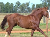 Lote 19
