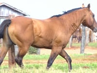 Lote 20