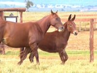 Lote 22