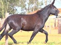 Lote 23